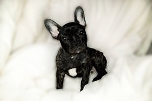 Метис бульдога