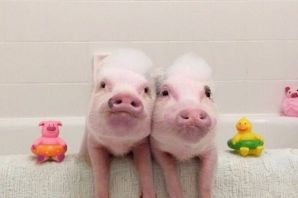 Чушка свинья