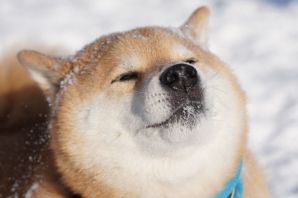 Песель порода