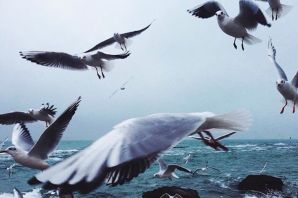 Птицы над морем