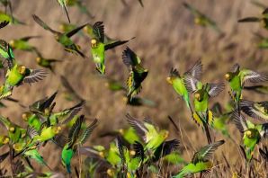 Стайные птицы