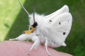 Пушистые насекомые