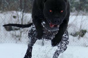 Стафф терьер черный