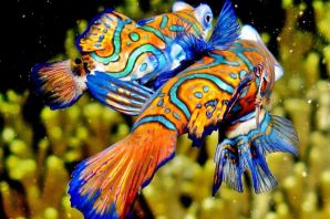 Квадратная рыба