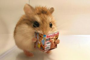 Прикольный хомяк