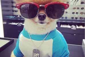 Собака харламова