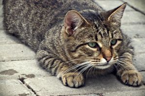 Шпротный кот