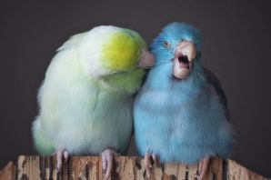 Пара попугаев
