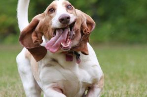 Хаунд гигантский