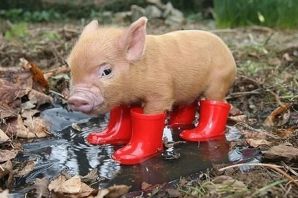 Пушистая свинья