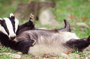 Жирный барсук