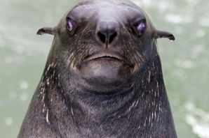 Худой тюлень