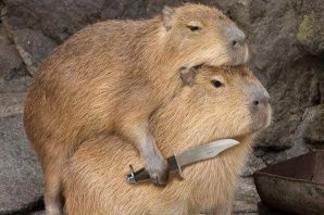 Смешные грызуны