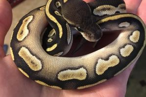 Детеныши змей