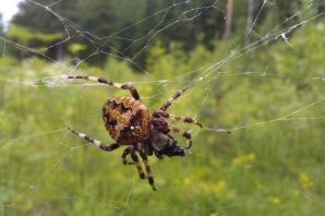 Пауки приморья