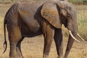 Слон самец