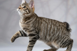 Бобтейл кот черный