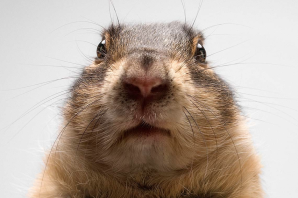 Испуганный суслик