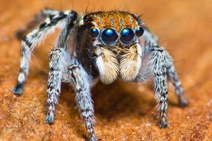 Серебристый паук