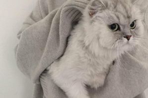 Кот директор