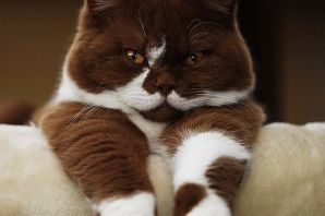 Циннамон кошка