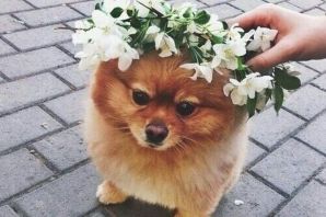 Помс собака