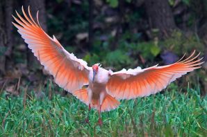 Катманду птица