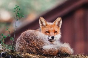 Кудрявая лиса