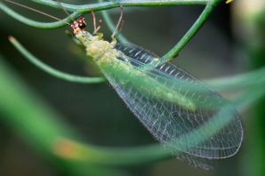 Жук златоглазка