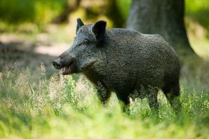 Дикий кабан черный