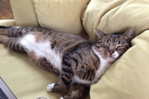 Ленивая кошка