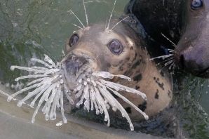 Тюлень в бассейне