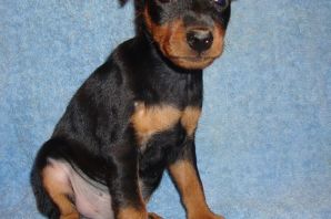 Цвергпинчер метис