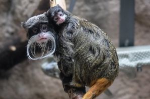 Тамарины обезьяны