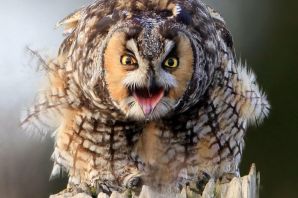 Бурая неясыть