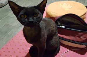 Коты девон рекс