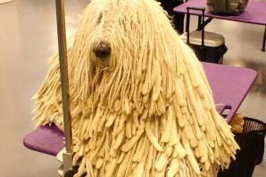 Комондор щенок