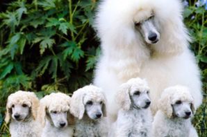 Золотой пудель