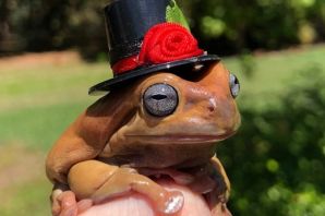 Жаба с сигаретой