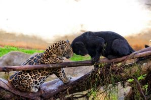 Пантера гепард