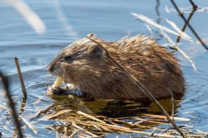 Хатка ондатры