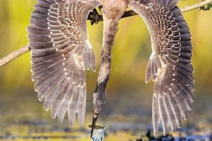 Виды диких птиц