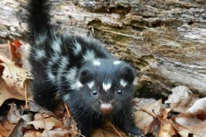Полосатый зверек