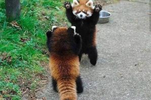 Кот на дыбах