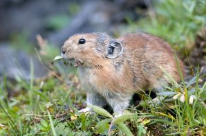 Лесные грызуны