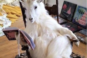 Коза на горе