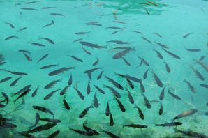 Рыбы озера ханка