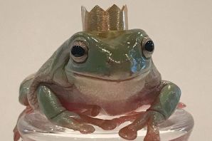 Жаба с пивом