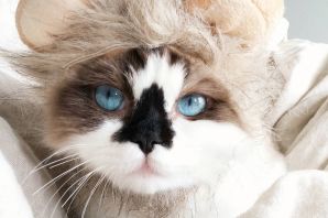 Необычные котики