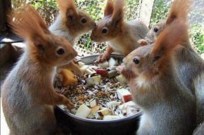 Маленькие бельчата